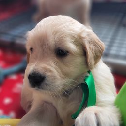 Lando Calrissian - Golden Golden Retriever puppy in Ocean City, Washington from Mary Market's Sundancin' Goldens