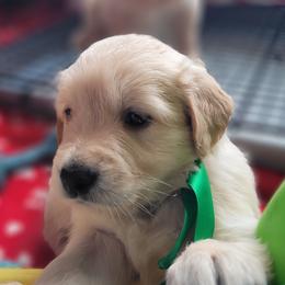 Lando Calrissian - Golden Golden Retriever puppy in Ocean City, Washington from Mary Market's Sundancin' Goldens