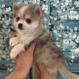 Keeta - Merle male Pomsky puppy in Johnston, Rhode Island from Puppy Love Heaven