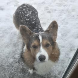 Blue - Pembroke Welsh Corgi