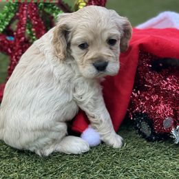 Catahoula Leopard Dog and Cocker Spaniel Puppies from Rich Cat’s