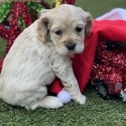 Catahoula Leopard Dog and Cocker Spaniel Puppies from Rich Cat’s