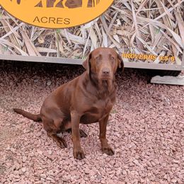 Grace - Labrador Retriever