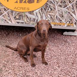 Grace - Labrador Retriever
