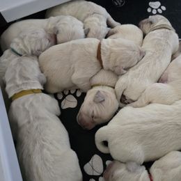 Tillies boy blue - Light golden male Golden Retriever puppy in Pendleton, Indiana from Heartland Creams Golden Retrievers
