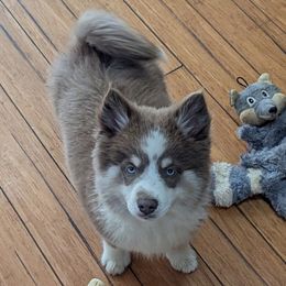 B1 Halloween special - Lavender male Pomsky puppy in Charlotte, Michigan from Moore Pomskies