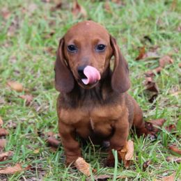 Dachshunds and Shih Tzus from Suwannee Ranch
