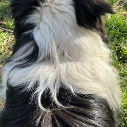 Border Collie Puppies from Buttonwillows Farm Border Collies