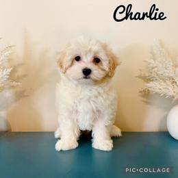 Yoda - F1B Toy Maltipoo - Cream male Companion Cross puppy in Morehead, Kentucky from Paw Perfect Pets