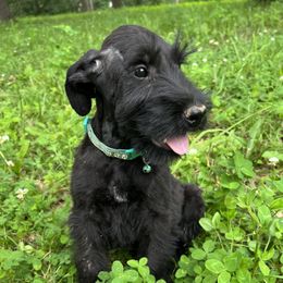 Teal collar - Black male Giant Schnauzer puppy in Sedalia, Missouri from Valour's Giants