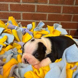 Male 2 - Black and white male Boston Terrier puppy in Conyers, Georgia from Dixe Hill Dogs