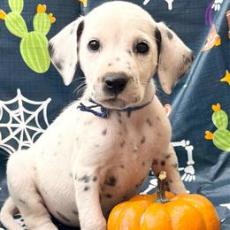 Blue (LUA) - White and black male Dalmatian puppy in Westhoff, Texas from Smart Dalmatians (LUA/HUA)