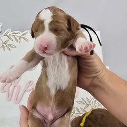 Joshua - Black Collar - Red male Double Doodle puppy in Rowlett, Texas from Parrish Precious Ones Texas