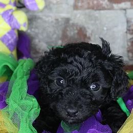 Poodles from Krewe of GaBark