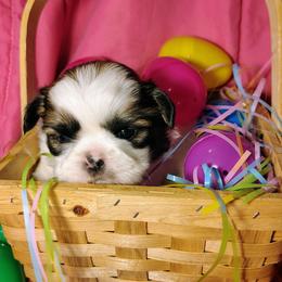 Jenga - Gold and white female Shih Tzu puppy in Memphis, Tennessee from Thorntons Fur Crew