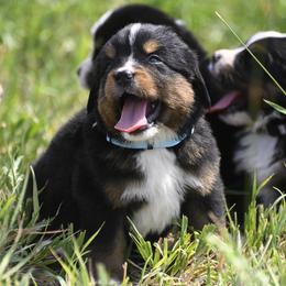 Bernese Mountain Dog, Golden Mountain Dog, and Golden Retriever Puppies from Grateful Bernese & Gage's Goldens
