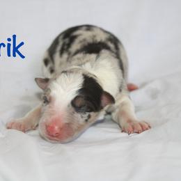 Ulrick - Blue merle male Border Collie puppy in Cedartown, Georgia from Ferguson Border Collies
