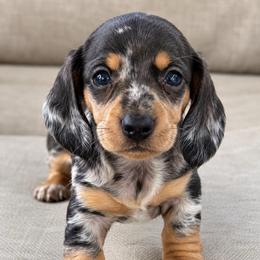 Orion - Dapple male Dachshund puppy in Salem, Oregon from Longdox Mini Dachshunds