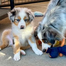 Betty - Blue merle female Miniature American Shepherd puppy in Carson City, Nevada from Springhill Miniature American Shepherds