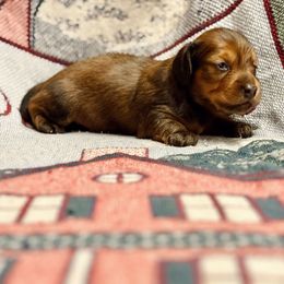 Donner - Red male Dachshund puppy in New Braunfels, Texas from Wurst Doxies