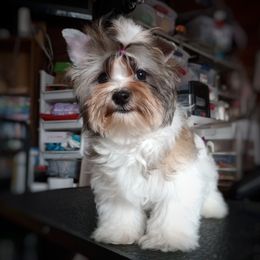 Companion Cross, Mal-Shi, Maltese, Maltipoo, Morkie, and Shih Tzu Puppies from Seeking Shalom Acres Maltese, Maltipoos & Havamalts