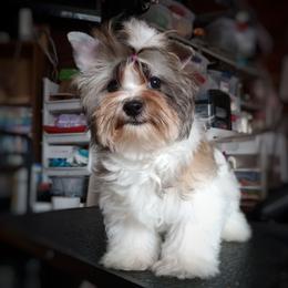 Companion Cross, Mal-Shi, Maltese, Maltipoo, Morkie, and Shih Tzu Puppies from Seeking Shalom Acres Maltese, Maltipoos & Havamalts