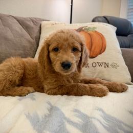 Yellow, Spice - Apricot male Goldendoodle puppy in Lake Panasoffkee, Florida from Donnas Deluxe Doodles LLC