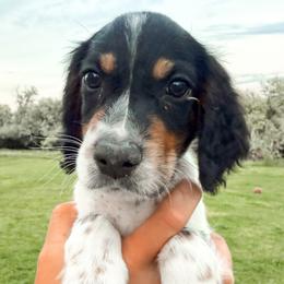 9th Pick Male - Blue belton and tan (tri-color) male Llewellin Setter puppy in Blackfoot, Idaho from Sand Hill Shepherds & Setters