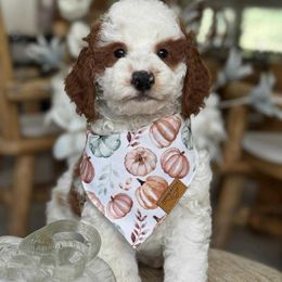 Franky- green collar - Parti male Goldendoodle puppy in Yuciapa, California from AlltheDoodlez_