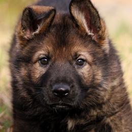 Teal Collar - Sable female German Shepherd puppy in Mansfield, Texas from Vom Anfang German Shepherds