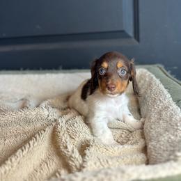 Cooper - Piebald male Dachshund puppy in Mountain Grove, Missouri from Happy Hounds