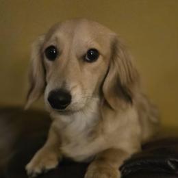 Josie - Dachshund