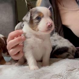 Ranger - Blue merle male Toy Australian Shepherd puppy in Tonasket, Washington from V5 Aussies