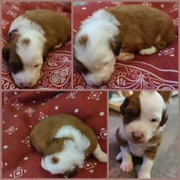 Aussiedoodle Puppies from Southern Charm Farms