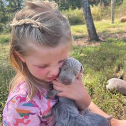 Phoenix - Silver gray female Weimaraner puppy in Granite Falls, North Carolina from Pups and Pastures- Weimaraners