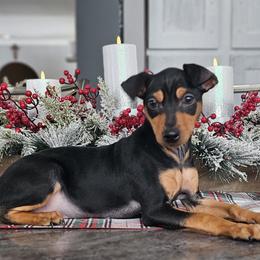 Black And Tan Boy 1 - Black and tan male Miniature Pinscher puppy in Blossvale, New York from CNY Miniature Pinschers