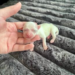 Puff girl - White female Chinese Crested puppy in Blue Earth, Minnesota from Ciao Bella Chinese Cresteds