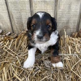 Left collar - Sable male Aussiedoodle puppy in Hillsboro, Illinois from Shoal Creek Puppies