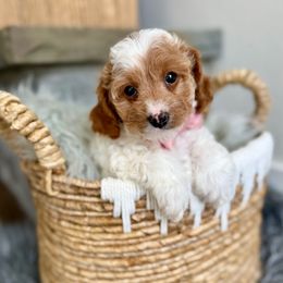 Bella - Red female Cavapoo puppy in Natural Bridge, Virginia from Padgetts Hill Puppies