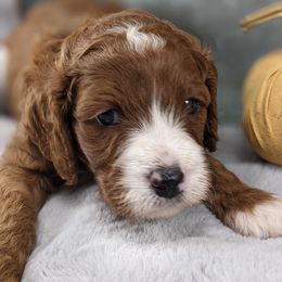 Cavapoo and Whoodle Puppies from Gardner Lane Puppies
