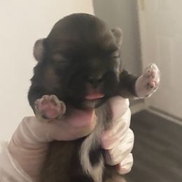 Boy 1 - Black male Shih Tzu puppy in Detroit, Michigan from Yanna  Shih Tzus
