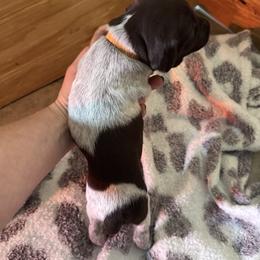 Macchiato (Orange) - Liver and white female German Shorthaired Pointer puppy in Westminster, Maryland from Mischieous Miss Daisy: GSP Puppies