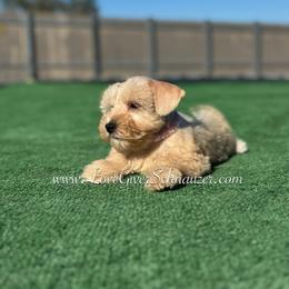 Miniature Schnauzer Puppies from Love Giver Schnauzers
