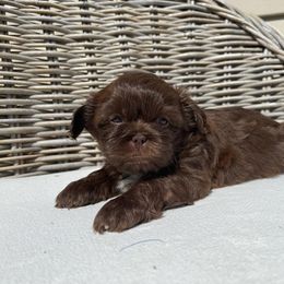 Shih Tzu Puppies from Shihtzus.Sc