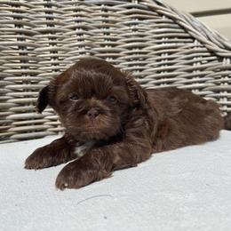 Shih Tzu Puppies from Shihtzus.Sc