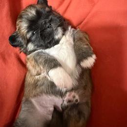 Willow - Fawn sable female Pekingese puppy in Cedar City, Utah from Pekingese Zoo