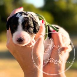 Green - Black and white female Bernedoodle puppy in Rockwall, Texas from Glory Doodles