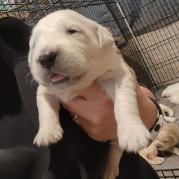 White - Golden female Golden Retriever puppy in Lucasville, Ohio from Halo Kennels