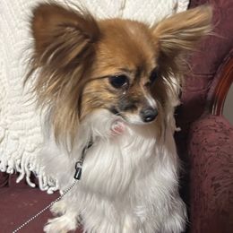Muffin - White and sable female Papillon puppy in Salina, Utah from Desert Mountain Papillons