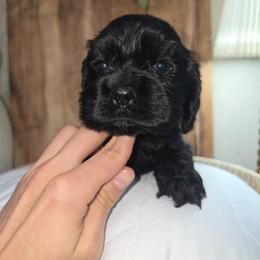 Creed - Black male Cocker Spaniel puppy in Corcoran, California from Sweet Heart Cockers